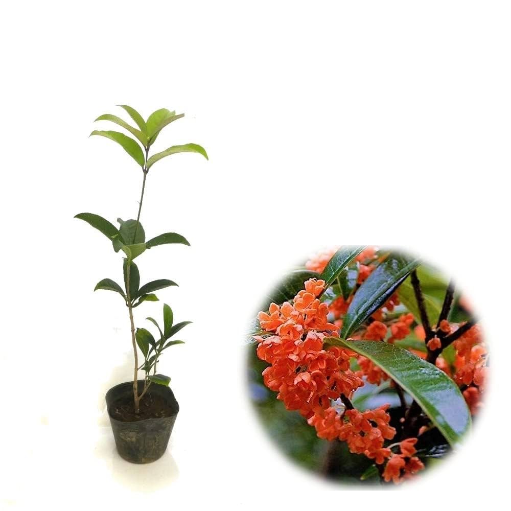 【希少】魔法のオレンジの木 みさき果樹園 清見タンゴールゼリー 21g×25個 – 成城石井.com